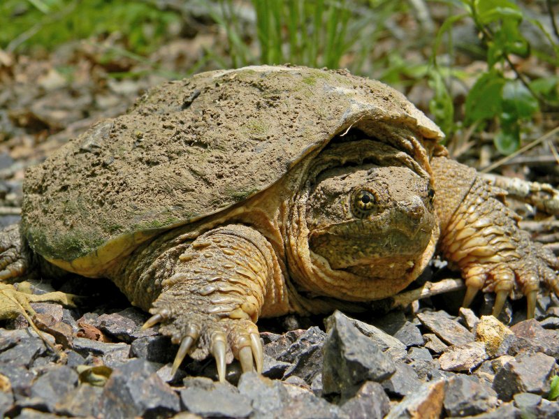 Turtle 2